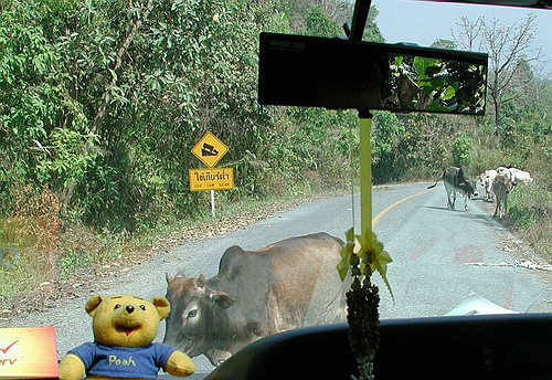 Innen Pooh - aussen Muh