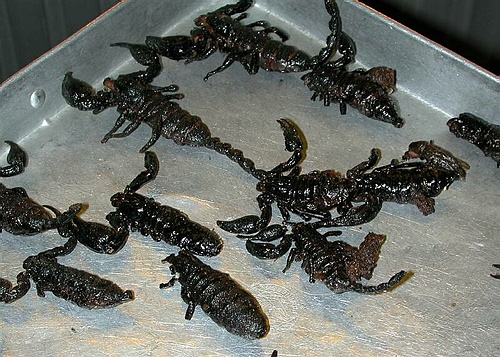 Geröstete Skorpione